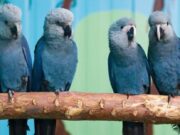 ICMBio afirma que outras 20 ararinhas-azuis testaram positivo para vírus letal; criadouro da Bahia contesta