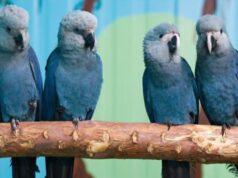 ICMBio afirma que outras 20 ararinhas-azuis testaram positivo para vírus letal; criadouro da Bahia contesta