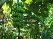 Banana de Bom Jesus da Lapa recebe certificação nacional como produto de qualidade diferenciada