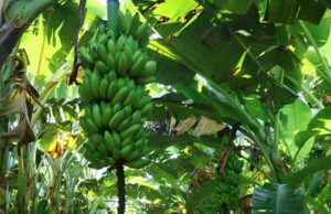 Banana de Bom Jesus da Lapa recebe certificação nacional como produto de qualidade diferenciada